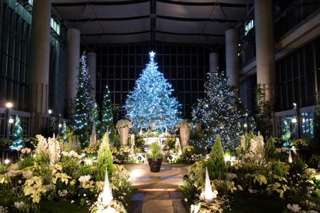 奇跡の星の植物館：クリスマスイルミネーション(450×300).jpg