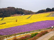 【花のイベントいっぱい】淡路花祭２０１１・春開催中（2011.2.25〜2011.5.31）