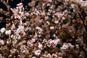 今年も開催します！夜桜ツアーのご案内。