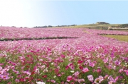 秋のお花と言えばやっぱり「コスモス」〜１００万本のコスモスに出会う草原