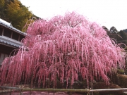 淡路島の冬の花々のご紹介