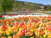 <strong>「淡路花祭2012春」</strong>〜開催日のご案内〜