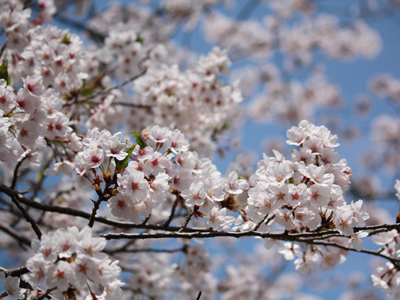 淡路島の桜