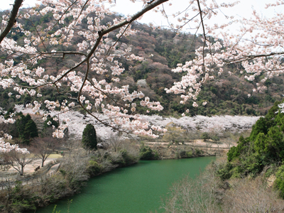 桜2_400.jpg