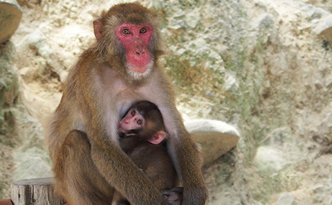 Awajishima Monkey Center